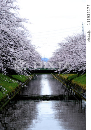 近所で見た桜 近所で見た桜 111932177