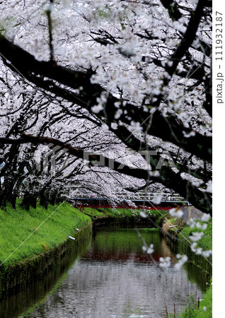 近所で見た桜 近所で見た桜 111932187