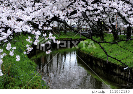 近所で見た桜 近所で見た桜 111932189