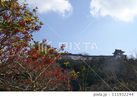 和歌山城のもちの木 111932244