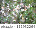 梅 111932264