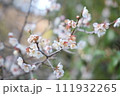 梅 111932265