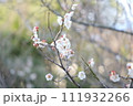 梅 111932266