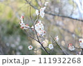 梅 111932268