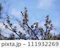 梅 111932269