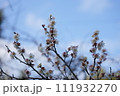 梅 111932270