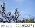 梅 111932271