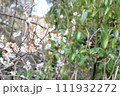 梅 111932272