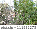 梅 111932273