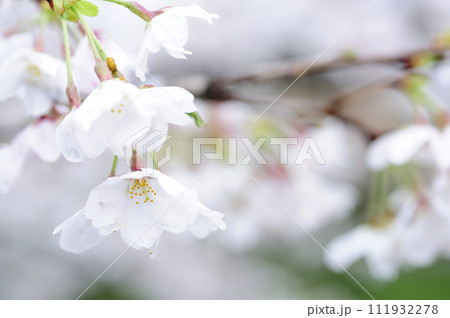 いつか見た桜 111932278