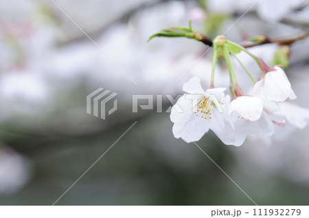 いつか見た桜 いつか見た桜 111932279