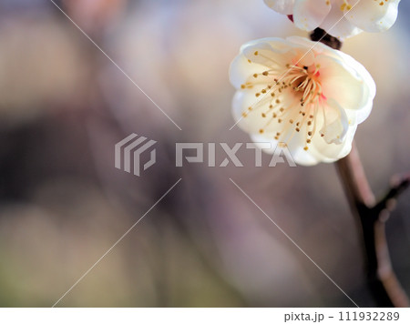 2月に咲いた白い梅の花「白難波(シロナンバ)」 2月に咲いた白い梅の花「白難波(シロナンバ)」 111932289