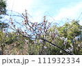 梅 111932334