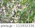 梅 111932336