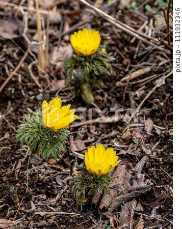 春の訪れを告げる福寿草 春の訪れを告げる福寿草 111932346