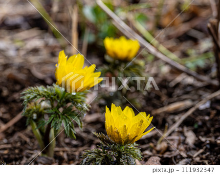 春の訪れを告げる福寿草 春の訪れを告げる福寿草 111932347