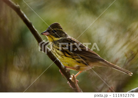 枝に止まるホオジロ科アオジ♀ 枝に止まるホオジロ科アオジ♀ 111932376