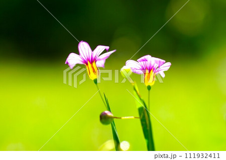 初夏の花ニワゼキショウを真横からマクロ撮影 初夏の花ニワゼキショウを真横からマクロ撮影 111932411