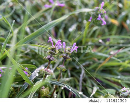 凍て付いたホトケノザの花　明日香村 111932506