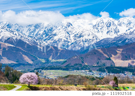 野平の一本桜と北アルプスの山並み 野平の一本桜と北アルプスの山並み 111932518