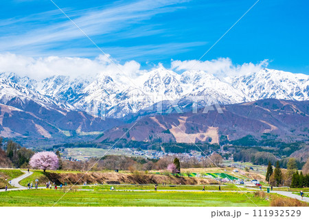 野平の一本桜と北アルプスの山並み 111932529