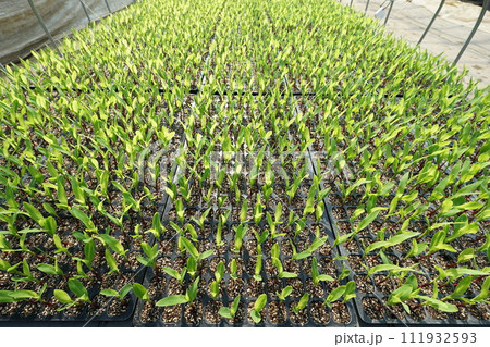 発芽後1週間のとうもろこしの苗 発芽後1週間のとうもろこしの苗 111932593