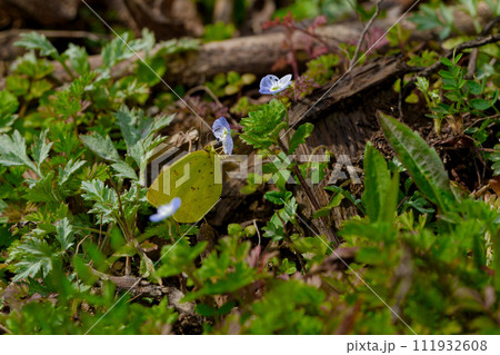 オオイヌノフグリの花で吸蜜するシロチョウ科キタキチョウ秋型♂ オオイヌノフグリの花で吸蜜するシロチョウ科キタキチョウ秋型♂ 111932608