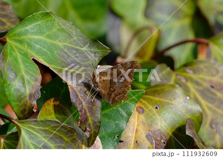 成虫越冬したキタテハ♂ 111932609