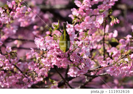 聖崎公園のメジロと河津桜 聖崎公園のメジロと河津桜 111932616