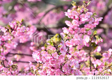 聖崎公園のメジロと河津桜 111932617