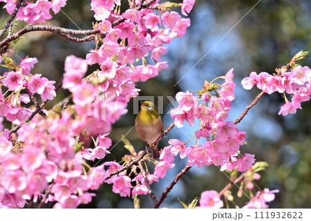 聖崎公園のメジロと河津桜 111932622