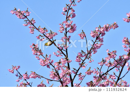 聖崎公園のメジロと河津桜 111932624