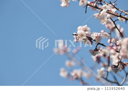 梅の花 111932640