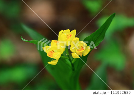 春の山野草キンランの花をマクロ撮影 111932689