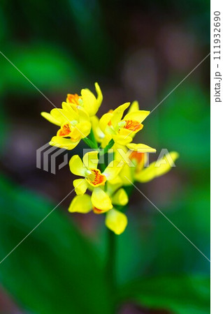 春の山野草キンランの花を縦構図でマクロ撮影 春の山野草キンランの花を縦構図でマクロ撮影 111932690