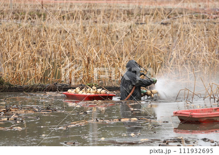 ハス田の農作業 ハス田の農作業 111932695