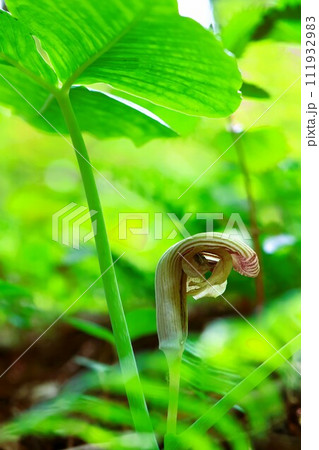 春の山野草ムサシアブミの花を縦構図でマクロ撮影 春の山野草ムサシアブミの花を縦構図でマクロ撮影 111932983