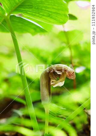 春の山野草ムサシアブミの花を縦構図でマクロ撮影 春の山野草ムサシアブミの花を縦構図でマクロ撮影 111932984