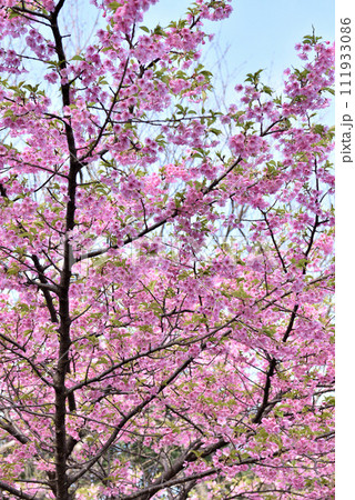 南知多聖崎公園に咲く河津桜 111933086
