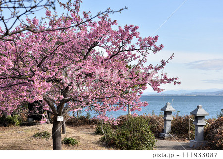 南知多聖崎公園に咲く河津桜 南知多聖崎公園に咲く河津桜 111933087