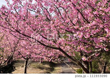 南知多聖崎公園に咲く河津桜 111933090