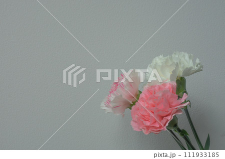 白背景に白とピンクのカーネーション 白背景に白とピンクのカーネーション 111933185