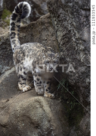 獲物を狙うユキヒョウ 111933545