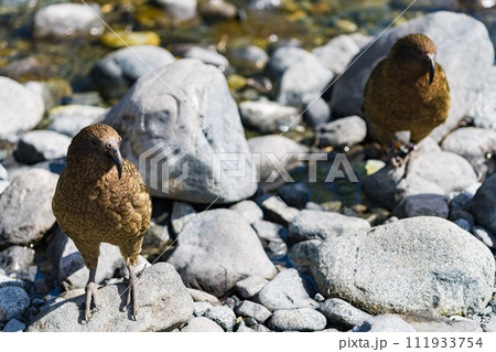 ミルフォードサウンドの二匹のケア ミルフォードサウンドの二匹のケア 111933754