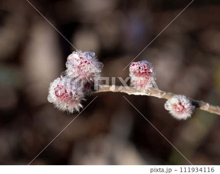 雨上がりに水滴が付いたピンクネコヤナギの花穂 111934116