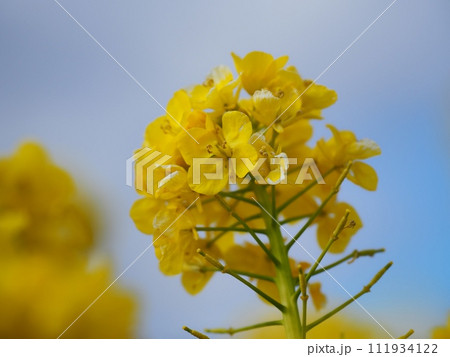 菜の花 菜の花 111934122