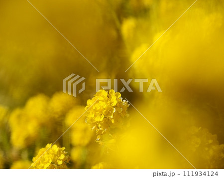 菜の花 菜の花 111934124