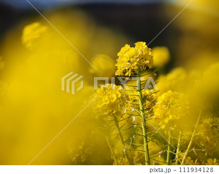 菜の花 菜の花 111934128
