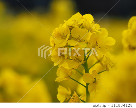 菜の花 菜の花 111934129