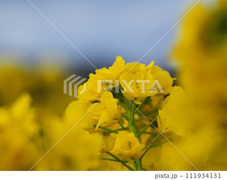 菜の花 菜の花 111934131